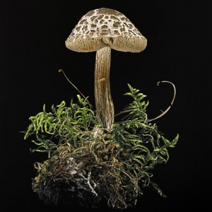 Bolete-Boletus