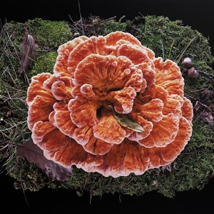 Chicken-of-the-Woods-Laetiporus-sulphureus
