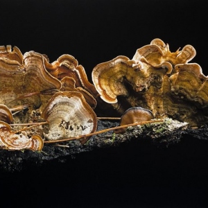 Crowded-Parchment-Mushroom