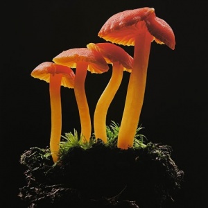 Orange-Mycena