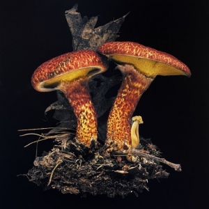 Painted-Suillus-Suillus-spaguei