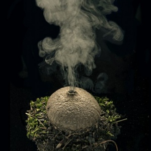 Pigskin-Poison-Puffball-Scleroderma-citrinum