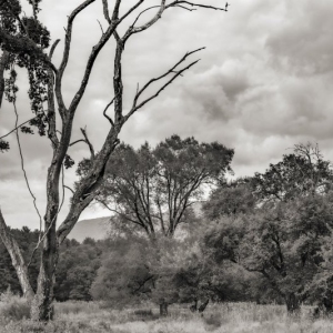 Thorn Preserve, August 5, 2021