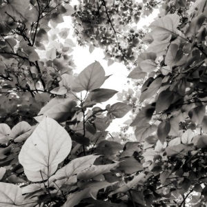 Catalpa Leaves, July 17, 2021