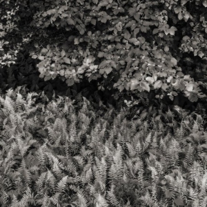 Ferns and Mulberries at Cooper Lake, July 4, 2021