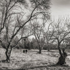 Thorn Preserve, Woodstock.   December 27, 2020